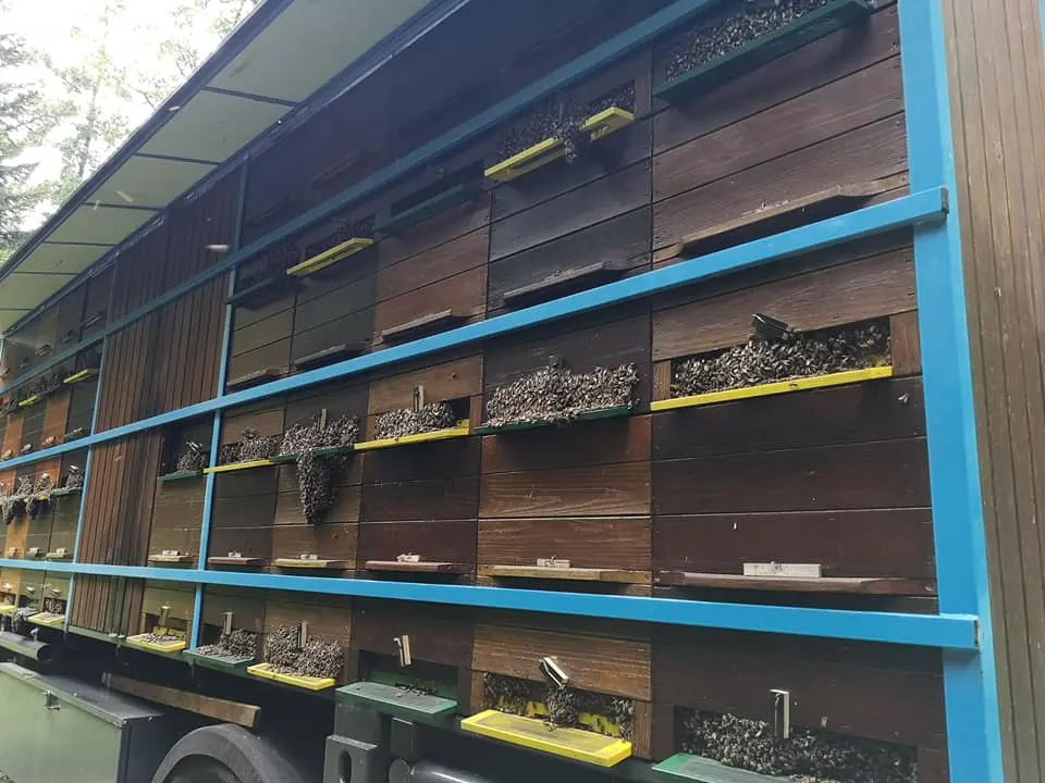 Prevozno čebelarstvo 18